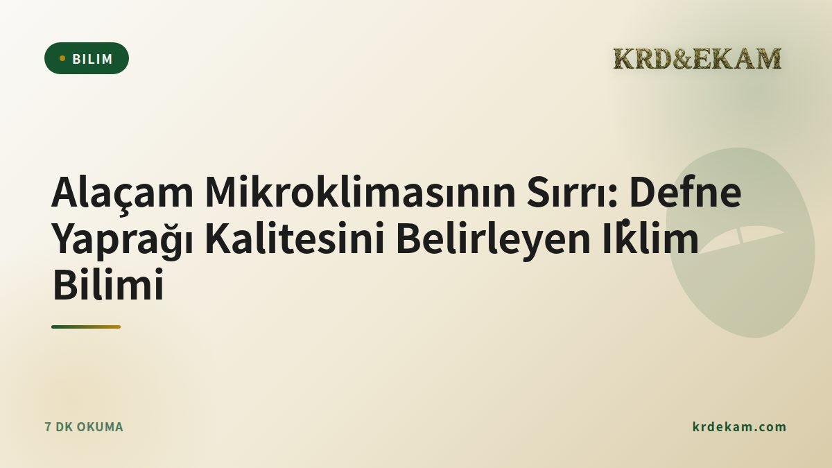 Alaçam Mikroklimasının Sırrı: Defne Yaprağı Kalitesini Belirleyen İklim Bilimi