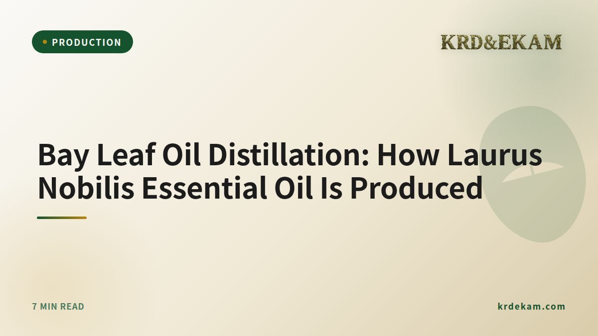 Bay Leaf Oil Distillation: How Laurus Nobilis Essential Oil Is Produced