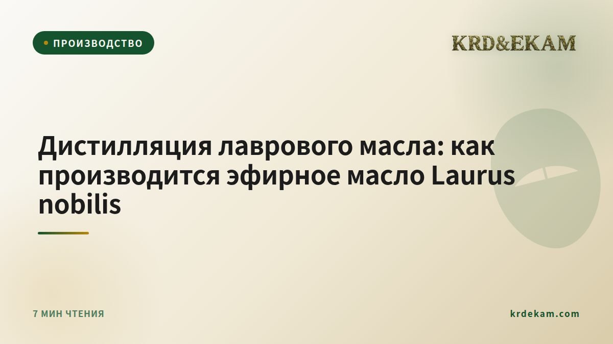 Дистилляция лаврового масла: как производится эфирное масло Laurus nobilis
