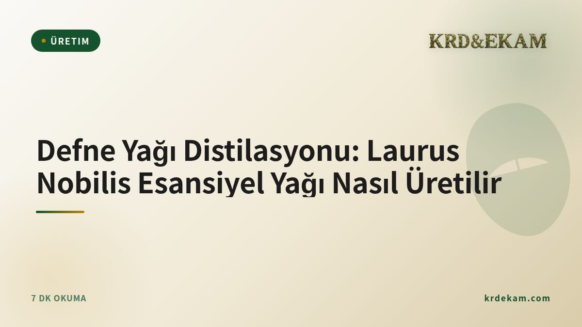 Defne Yağı Distilasyonu: Laurus Nobilis Esansiyel Yağı Nasıl Üretilir