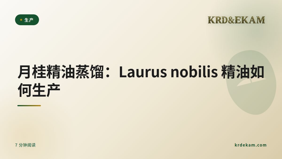 月桂精油蒸馏：Laurus nobilis 精油如何生产