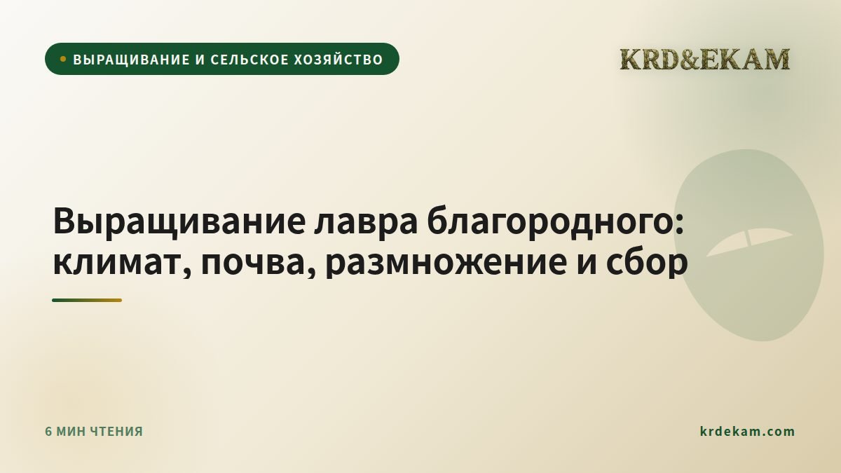 Выращивание лавра благородного: климат, почва, размножение и сбор