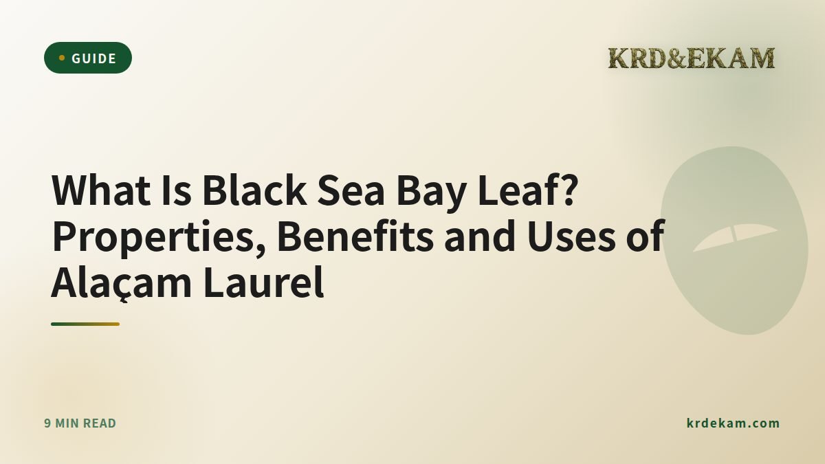 What Is Black Sea Bay Leaf? Properties, Benefits and Uses of Alaçam Laurel