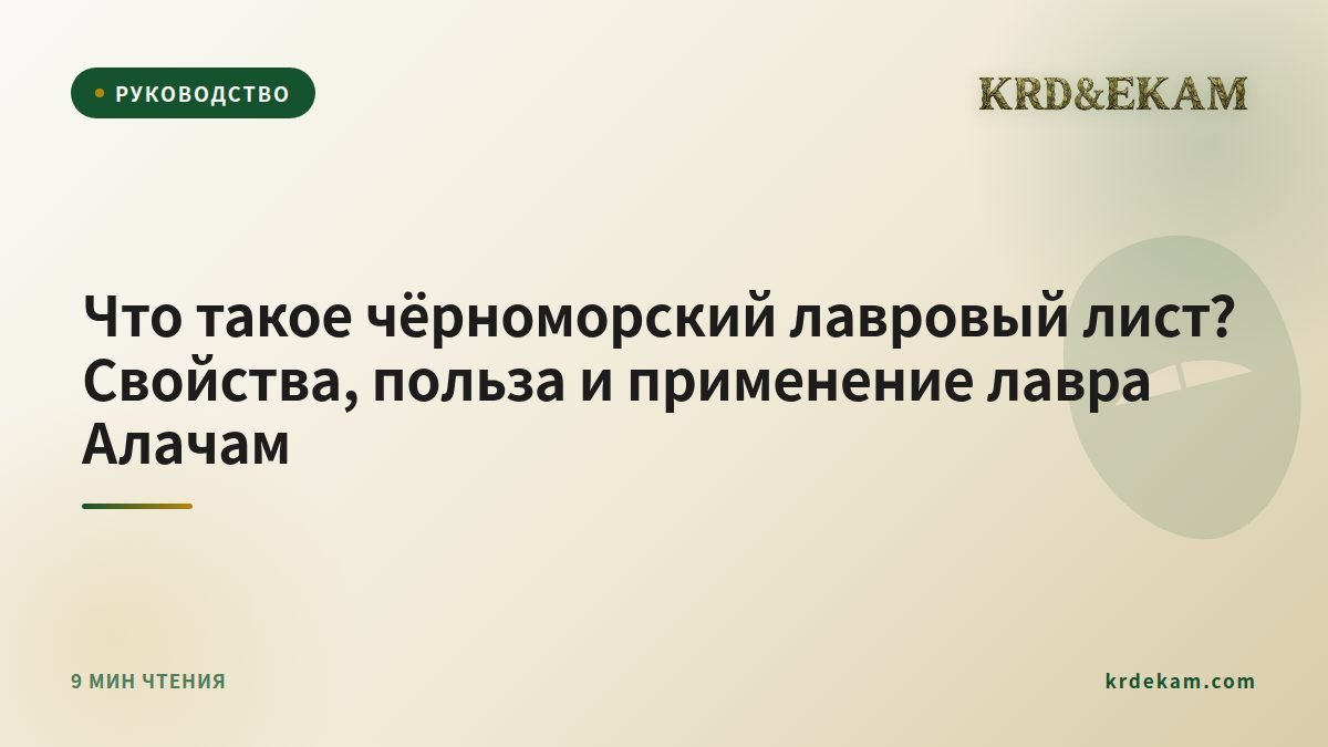 Что такое чёрноморский лавровый лист? Свойства, польза и применение лавра Алачам