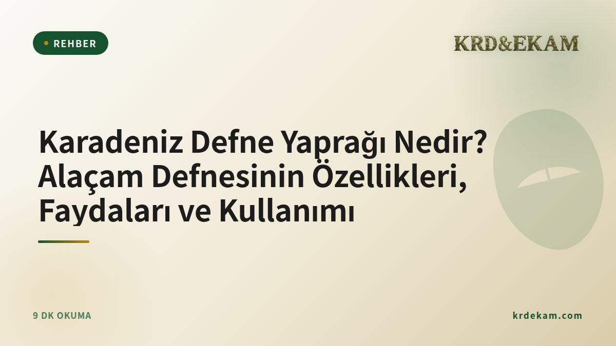 Karadeniz Defne Yaprağı Nedir? Alaçam Defnesinin Özellikleri, Faydaları ve Kullanımı