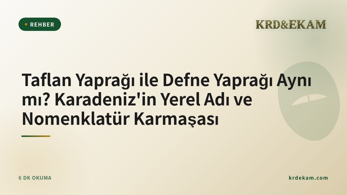 Taflan Yaprağı ile Defne Yaprağı Aynı mı? Karadeniz'in Yerel Adı ve Nomenklatür Karmaşası