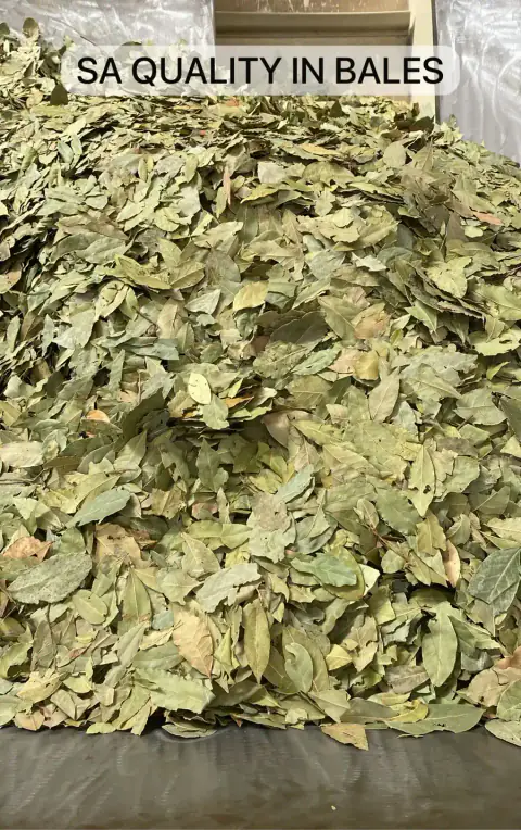 KRD & EKAM Alacam Bay Leaf Processing Facility