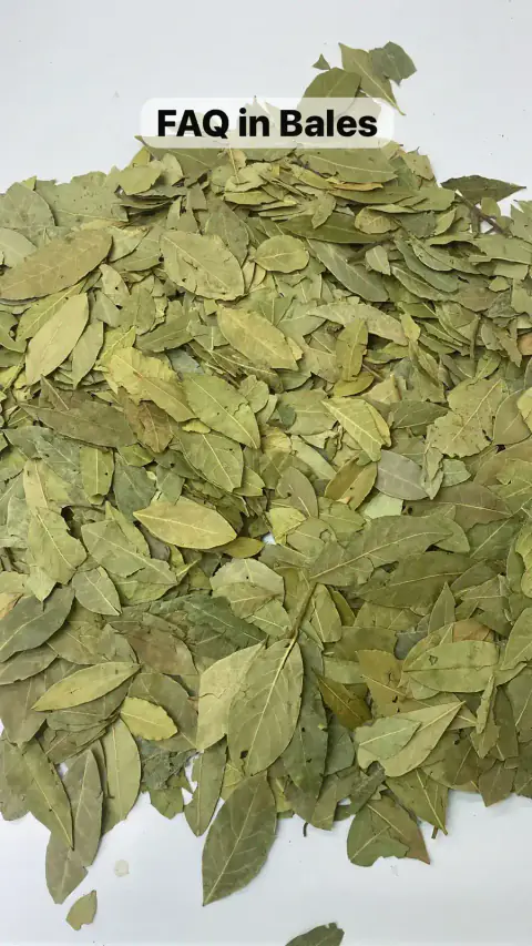Black Sea Bay Leaf Drying Process