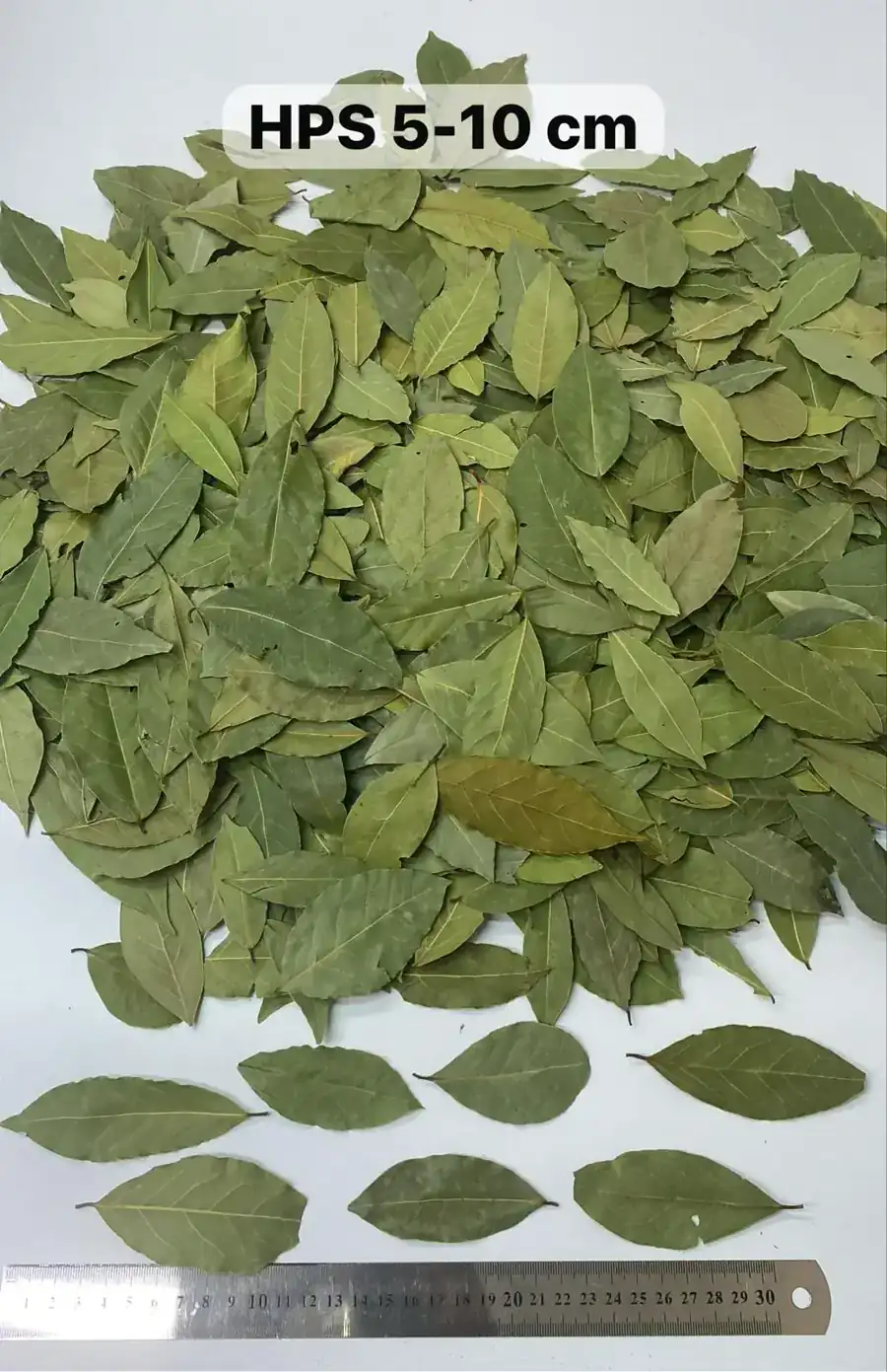 HPS 5-10 cm